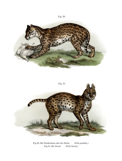 Ocelot by German School